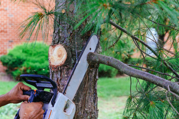 Why Choose Our Tree Removal Services in Fort Thompson, SD?